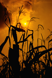 Maize fields